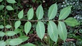 Thumbnail for version as of 17:06, 3 August 2009
