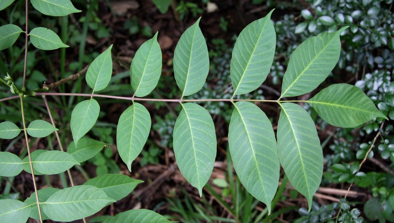 File:IMG 0533b.jpg