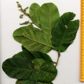 Thumbnail for version as of 14:36, 3 August 2009