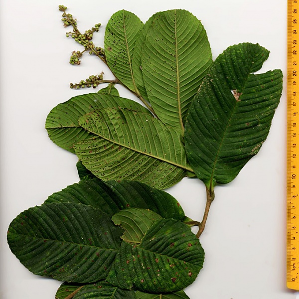 File:Tetracera portobellensis Aguilar.jpg