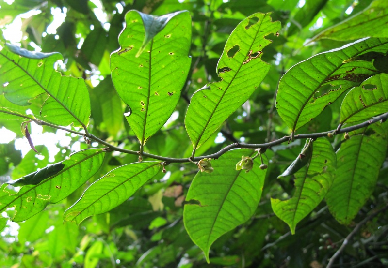 File:Guatteria amplifolia 2010 3.jpg
