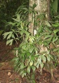 Thumbnail for version as of 20:38, 6 December 2010