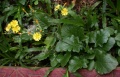 Thumbnail for version as of 14:03, 3 August 2009