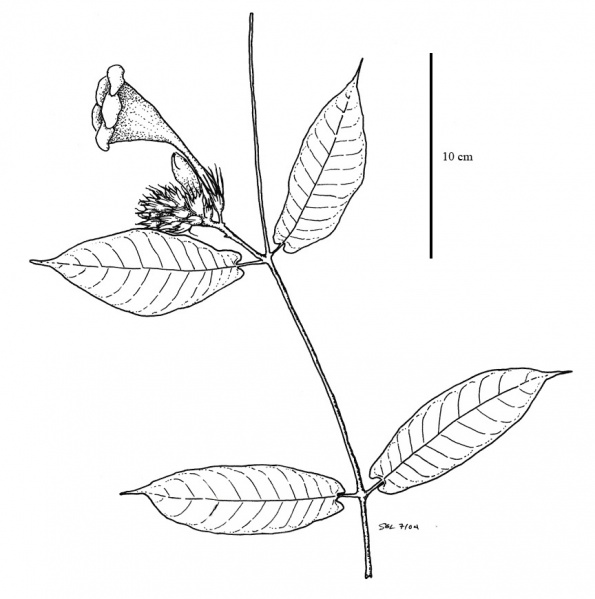 File:Apocynaceae.jpg