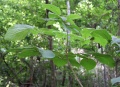 Thumbnail for version as of 19:14, 22 September 2008