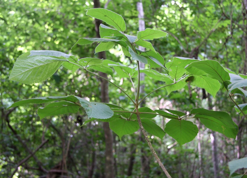 File:IMG 0674b.jpg