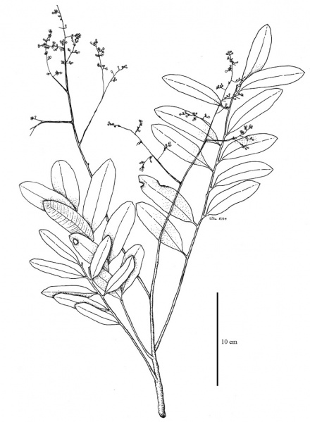 File:Simaroubaceae.jpg