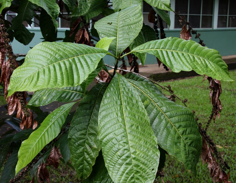 File:Warszewiczia lvs 3.jpg