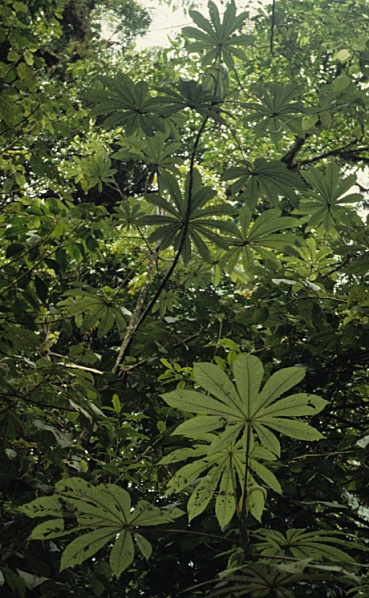File:Cecropia.jpg