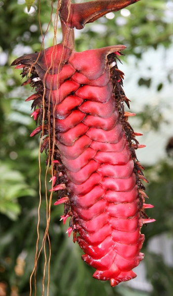File:Heliconia mariae 2.jpg