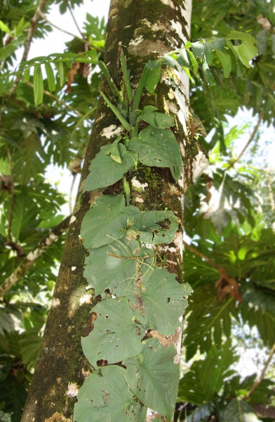 File:Monstera 3.jpg