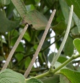 Thumbnail for version as of 17:50, 24 September 2008
