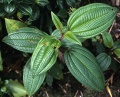Thumbnail for version as of 18:25, 22 September 2008