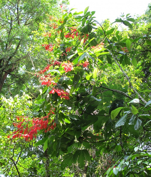 File:Warszewicsia 2010 1.jpg
