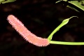 Thumbnail for version as of 20:39, 29 November 2010