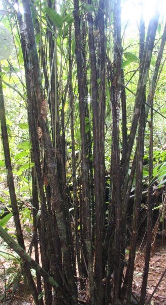 File:Bactris coloradonis 15.jpg
