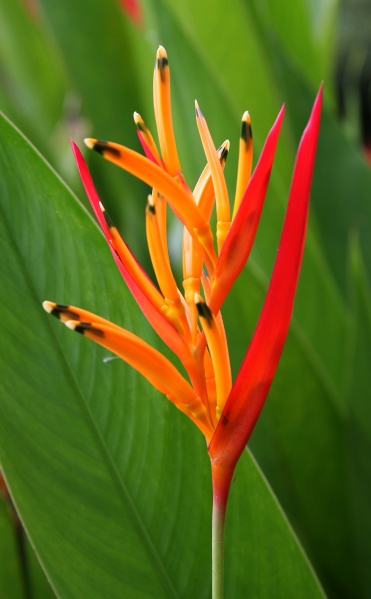 File:IMG 0541b.jpg