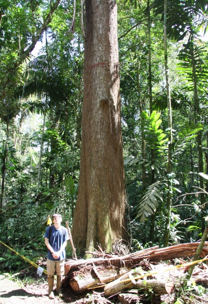 File:Lecythis ampla trunk 2.jpg