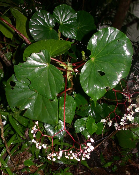 File:Begonia multinervia Aguilar.jpg