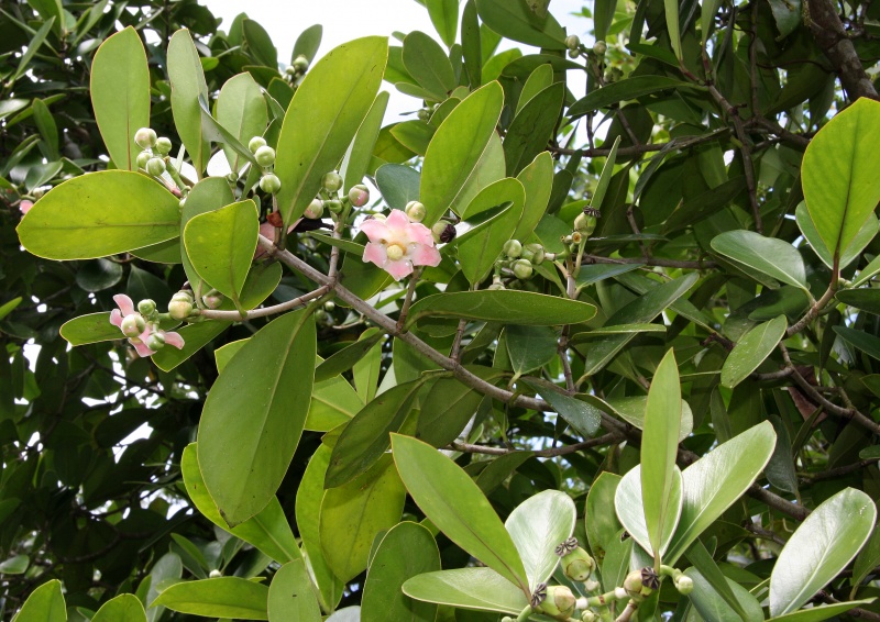 File:Clusia 2.jpg