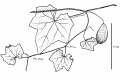 Thumbnail for version as of 15:59, 9 June 2008