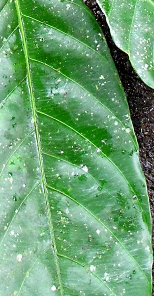 File:Compsoneura 2010 3a.jpg
