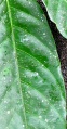 Thumbnail for version as of 20:00, 14 December 2010