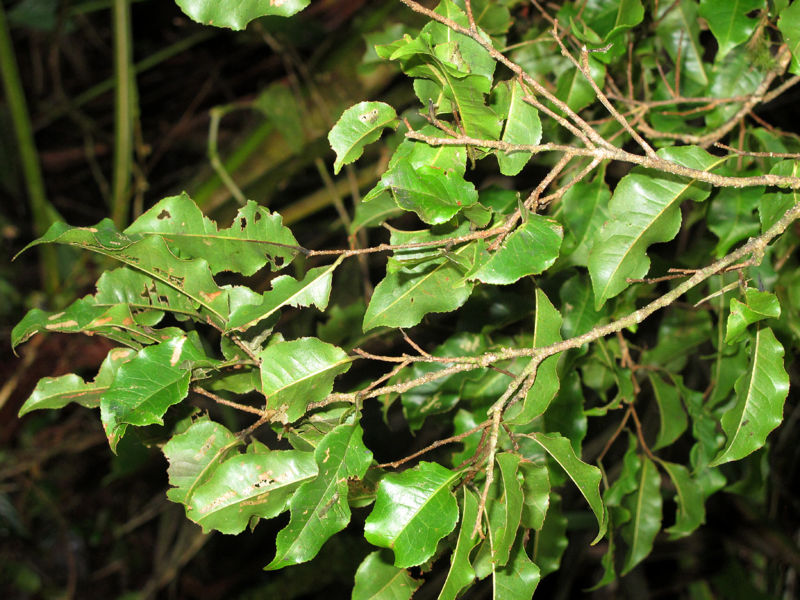 File:Lecythis ampla 9 2011.jpg