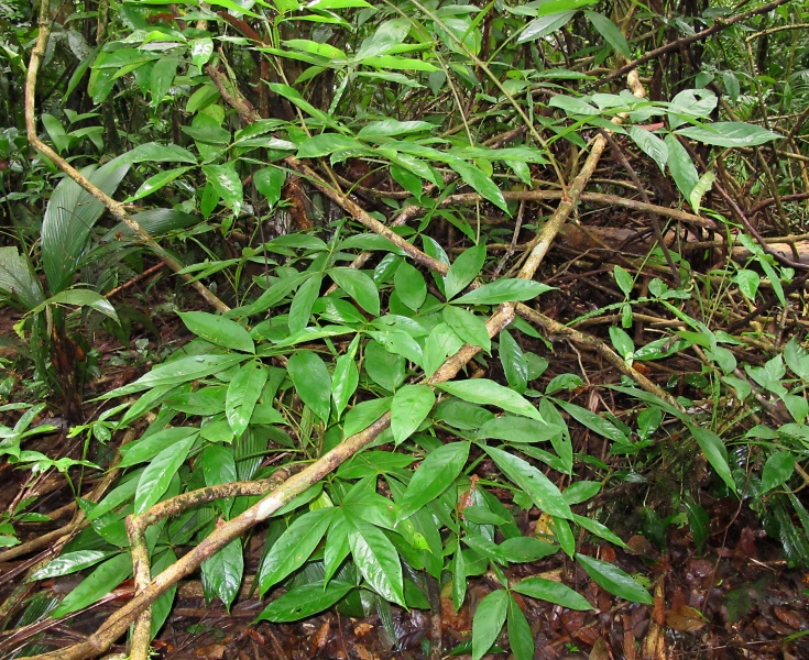 File:Paullinia ingifolia 2010 7.jpg