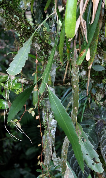 File:Epiphyllum 1.jpg