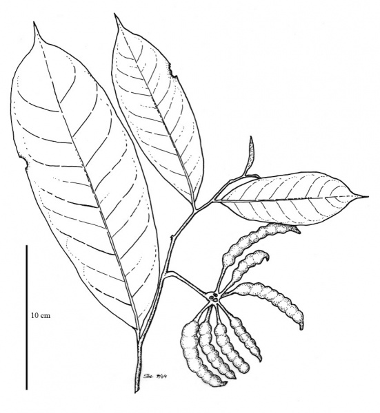 File:Annonaceae.jpg