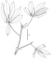 Thumbnail for version as of 15:56, 9 June 2008