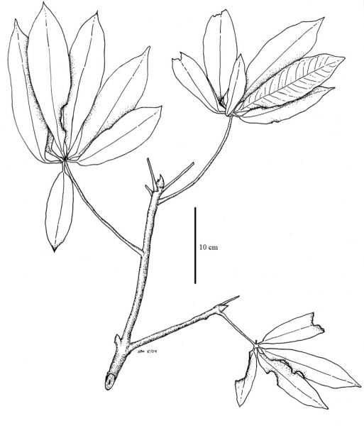 File:Bombacaceae.jpg
