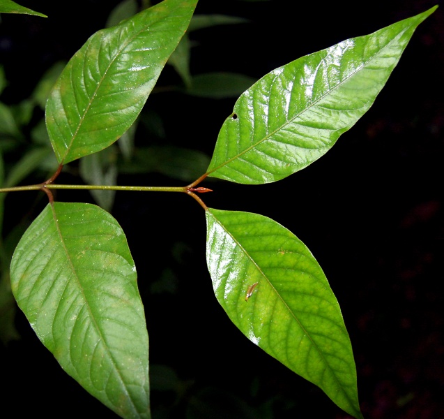 File:IMG 0895b.jpg