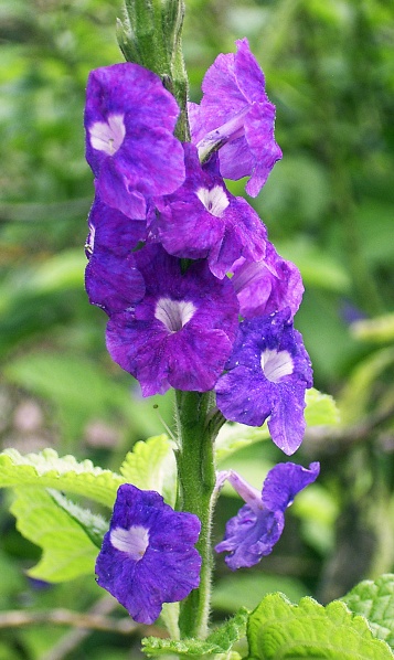 File:Stachytarpheta3.jpg
