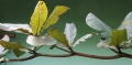 Thumbnail for version as of 14:15, 30 July 2009
