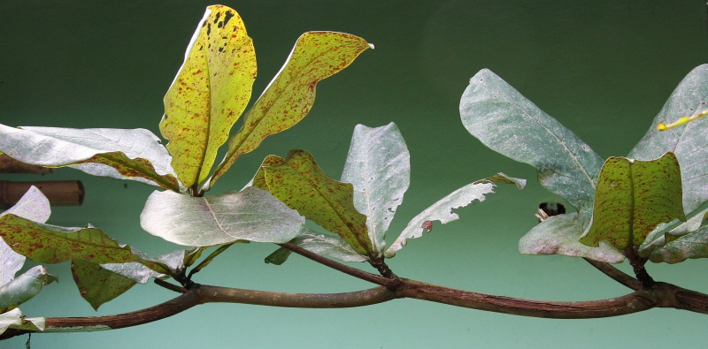 File:Terminalia catappa 2.jpg
