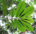 Thumbnail for version as of 20:20, 24 April 2012