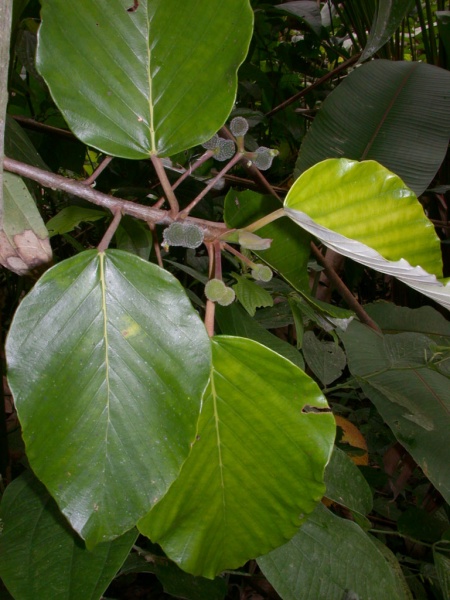 File:Coussapoa villosa 980 2.jpg