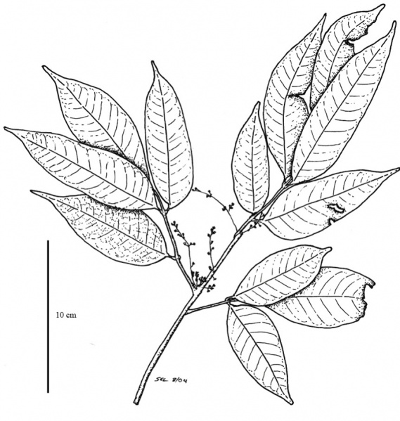 File:Burseraceae.jpg